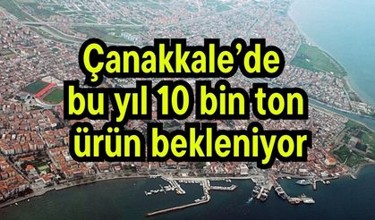 Çanakkale’de bu yıl 10 bin ton  ürün bekleniyor (Video)