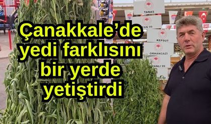 Çanakkale’de yedi farklısını bir yerde yetiştirdi