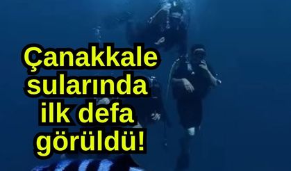 Çanakkale sularında ilk defa görüldü!