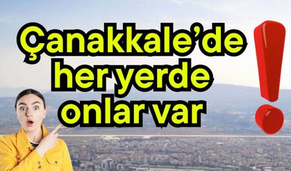 Çanakkale’de her yerde onlar var!