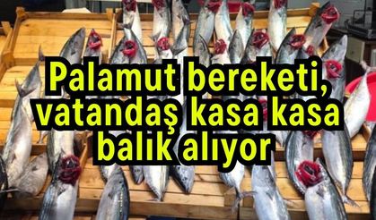 Palamut bereketi, vatandaş kasa kasa balık alıyor (Video)