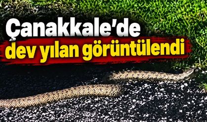 Çanakkale’de dev yılan görüntülendi