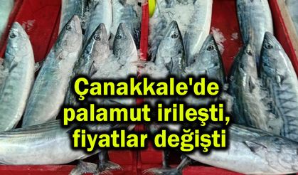Çanakkale'de palamut irileşti, fiyatlar değişti