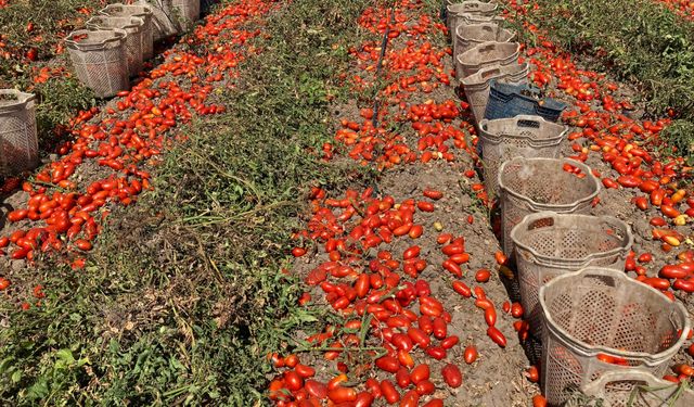 O belediye 25 ton domatesi vatandaşlara ücretsiz olarak dağıttı