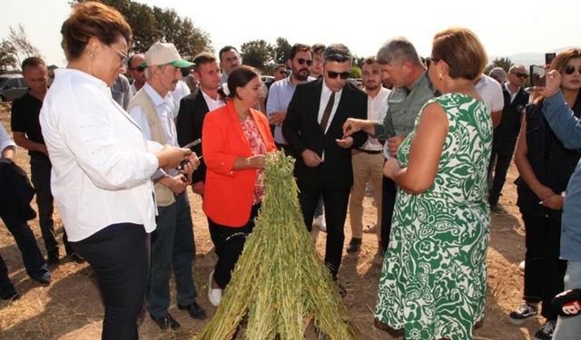 Bayramiç Helvası Yerli Tohumlarla Tatlanacak