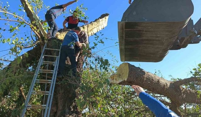 Kestiği ağacın altında kalarak hayatını kaybetti