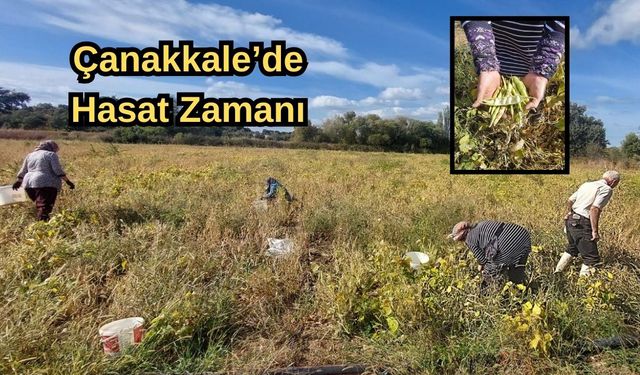 Çanakkale’de atalık tohum badalan fasulyesinde hasat zamanı