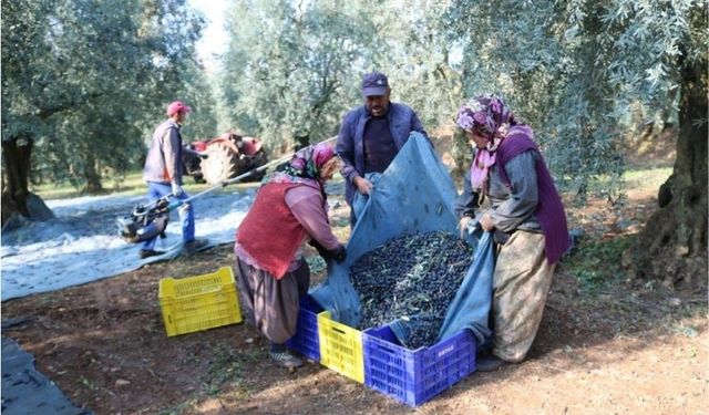 Marmarabirlik bir kilo zeytinin maliyetini açkladı!