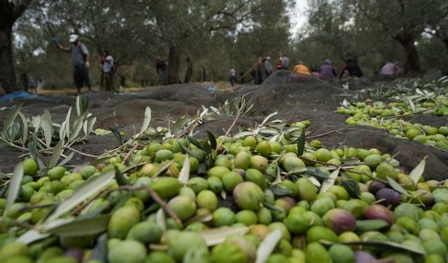 Bilinenin aksine siyah ve yeşil zeytin ağaçları ayrı değil