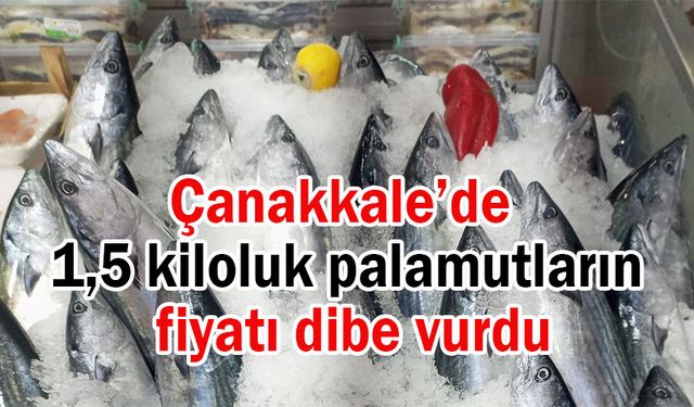 Çanakkale’de 1,5 kiloluk palamutların fiyatı dibe vurdu