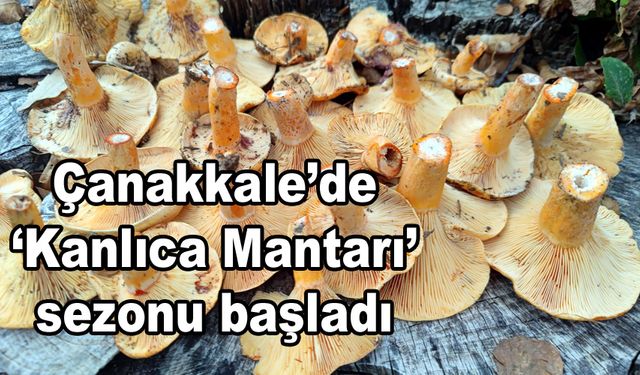 Çanakkale’de ‘Kanlıca Mantarı’ sezonu başladı