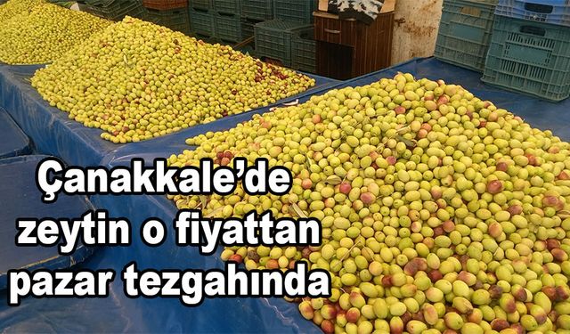 Çanakkale’de zeytin o fiyattan pazar tezgahında