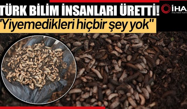 Laboratuvarlarda organik atıklardan beslenen böcek ürettiler (VİDEO)