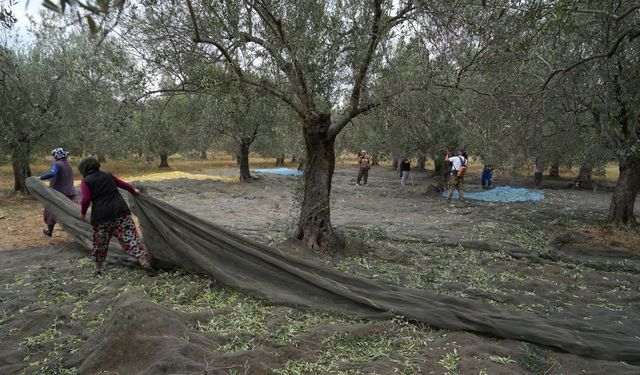 Türkiye’de soğuk hava zeytin üreticilerini sevindirdi