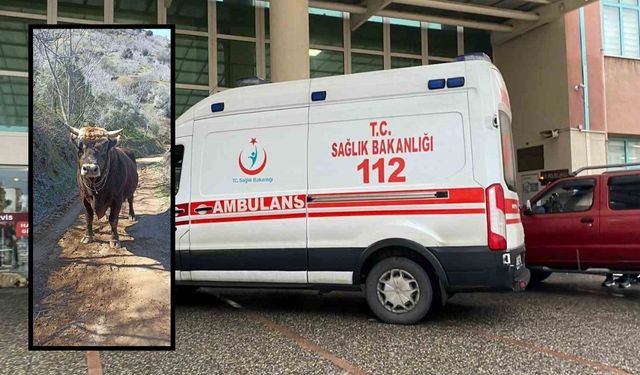 Boğa saldırısına uğrayan genç hayatını kaybetti