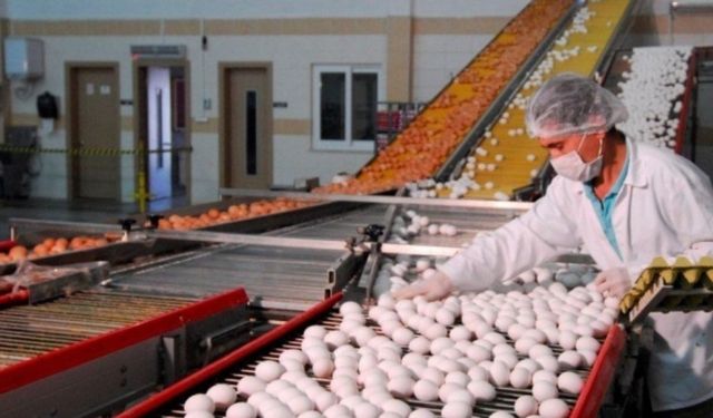 Tavuk yumurtası üretimi yıllık yüzde 10,8 azaldı