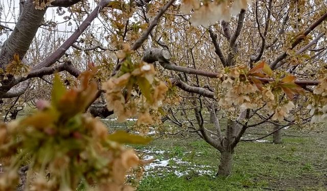 "Kraliyet kirazı" bu yıl çok az olacak