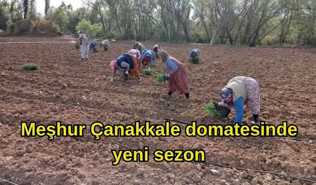 Meşhur Çanakkale domatesinde yeni sezon