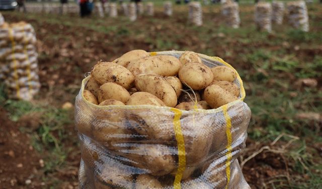Yurt dışından gelen 2 bin tondan fazla patates virüslü çıktı (Video)