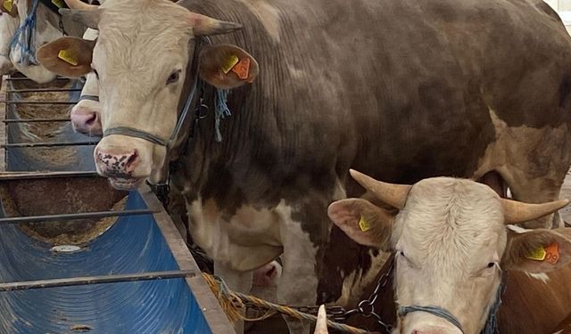 "Gözyaşı akan, tüyleri mat ve karışık olan kurbanlıktan uzun durun" (Video)