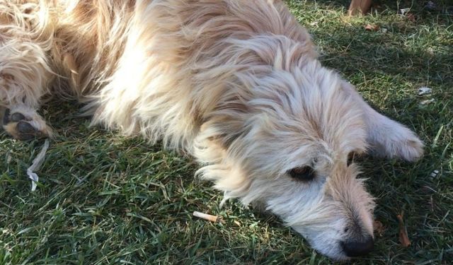 ''Köpeğinizin dışarıda yediği yiyecekler sağlınızı riske atmasın''