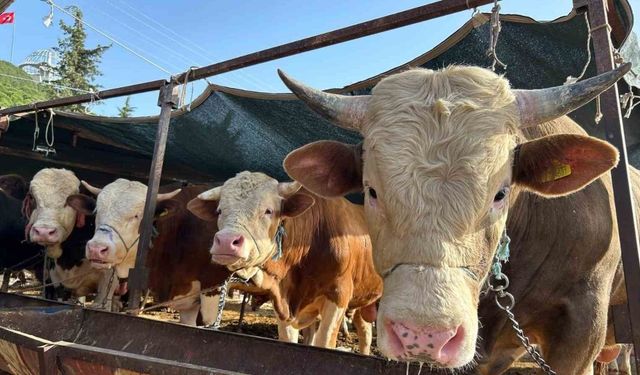 ''Kesim yapılırken bu kurallara dikkat edilmeli''