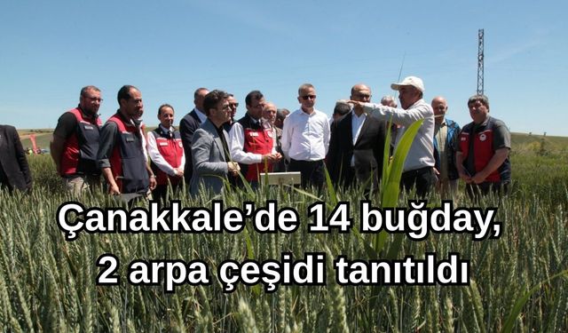 Çanakkale’de 14 buğday, 2 arpa çeşidi tanıtıldı