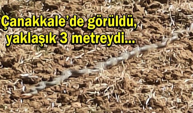 Çanakkale’de görüldü, yaklaşık 3 metreydi!