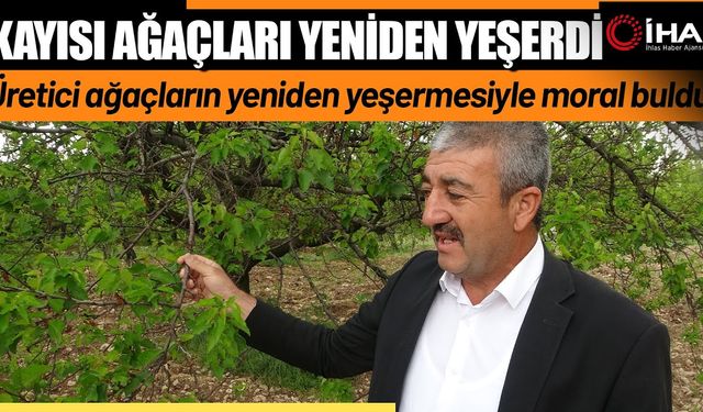 Kayısı ağaçları yeniden yeşerdi (Video)
