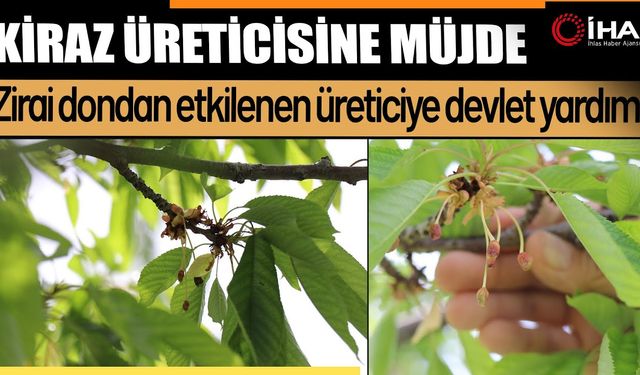 Zirai dondan etkilenen üreticiye devlet yardımı (Video)