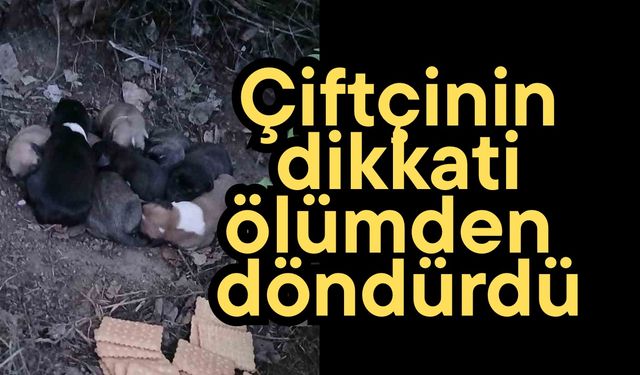 Çiftçinin dikkati ölümden döndürdü