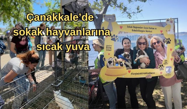 Çanakkale’de sokak hayvanlarına sıcak yuva