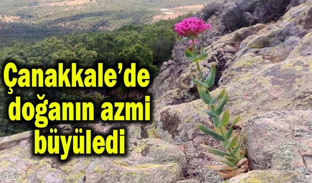 Çanakkale’de doğanın azmi büyüledi