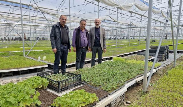 5 bin metre karelik serada 5 milyon fide üretiyor