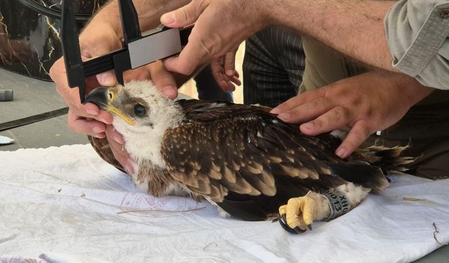 Şah kartalları ve leylekler halkalanıyor
