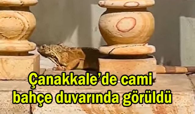 Çanakkale’de cami bahçe duvarında görüldü