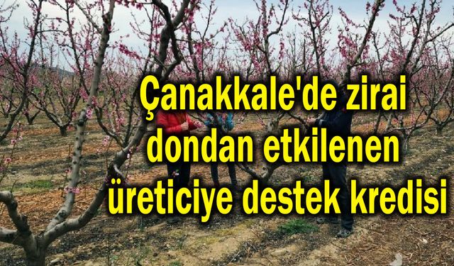 Çanakkale'de zirai dondan etkilenen üreticiye destek kredisi