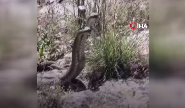 Kamerayla görüntülediği yılanın saldırısına uğradı (Video)