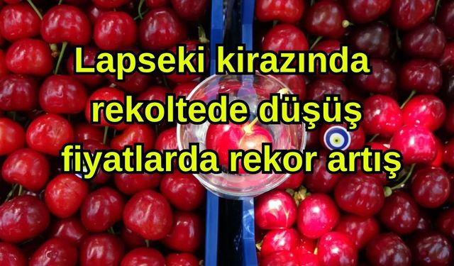 Lapseki kirazında rekoltede düşüş, fiyatlarda rekor artış