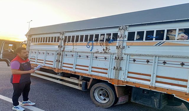 Çanakkale Köprüsü'nde kurbanlık denetimleri sürüyor