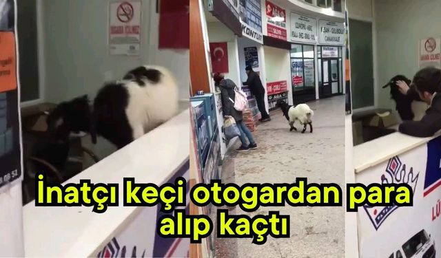 İnatçı keçi otogardan para alıp kaçtı (Video)