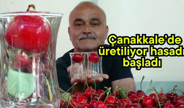 Çanakkale’de üretiliyor hasadı başladı(Video)