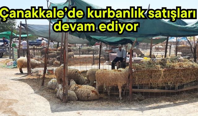 Çanakkale’de kurbanlık satışları devam ediyor