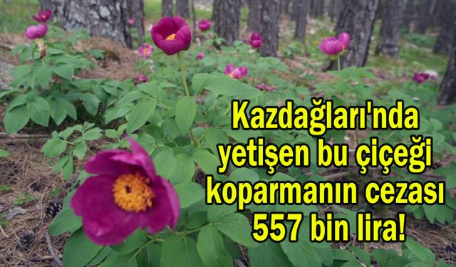 Kazdağları'nda yetişen bu çiçeği koparmanın cezası 557 bin lira
