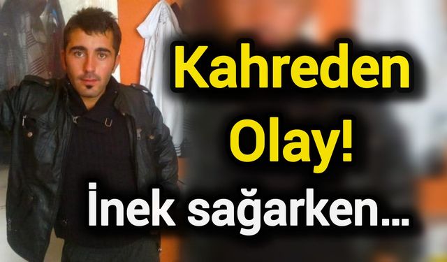 Kahreden Olay: İnek sağarken…