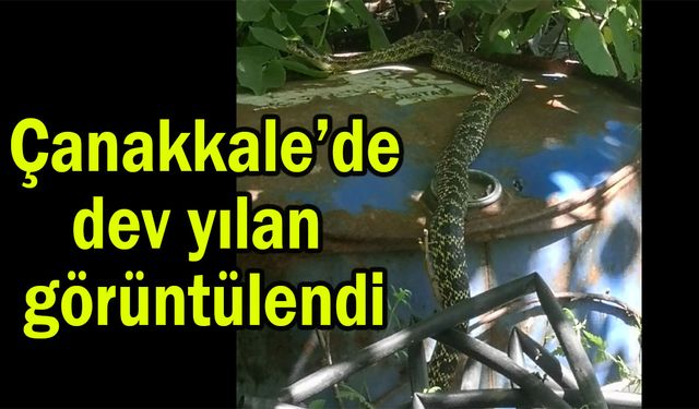 Çanakkale’de dev yılan görüntülendi