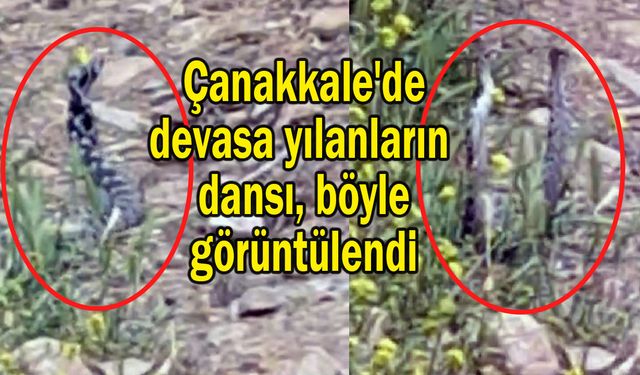 Çanakkale'de devasa yılanların dansı görüntülendi (Tıkla izle)