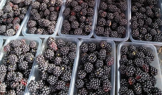 Antioksidan zengini böğürtlen vitamin ve mineral kaynağı