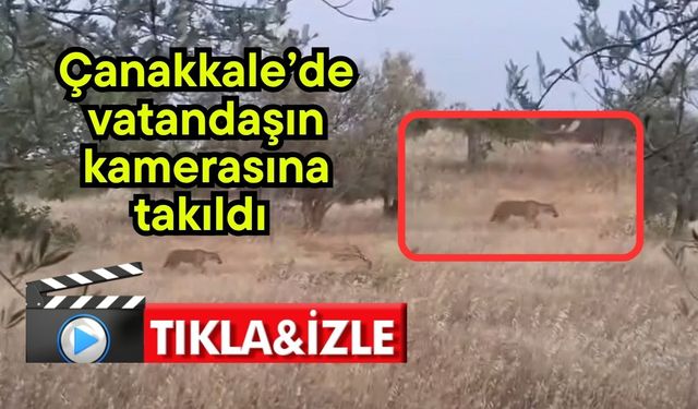 Çanakkale’de vatandaşın kamerasına takıldı  (Video)