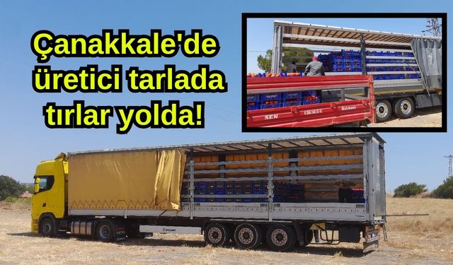 Çanakkale'de üretici tarlada, tırlar yolda!